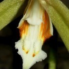Coelogyne rochussenii